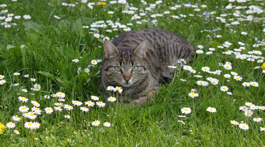 5 Top Tips for Pets with Spring Allergies